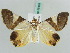  ( - BC ZSM Lep 56428)  @11 [ ] CreativeCommons - Attribution Non-Commercial Share-Alike (2011) Axel Hausmann/Bavarian State Collection of Zoology (ZSM) SNSB, Zoologische Staatssammlung Muenchen