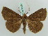  ( - BC ZSM Lep 56450)  @12 [ ] CreativeCommons - Attribution Non-Commercial Share-Alike (2011) Axel Hausmann/Bavarian State Collection of Zoology (ZSM) SNSB, Zoologische Staatssammlung Muenchen