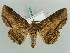  (Zale perigraphaGB01 - BC ZSM Lep 56452)  @15 [ ] CreativeCommons - Attribution Non-Commercial Share-Alike (2011) Axel Hausmann/Bavarian State Collection of Zoology (ZSM) SNSB, Zoologische Staatssammlung Muenchen