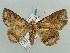 ( - BC ZSM Lep 56465)  @13 [ ] CreativeCommons - Attribution Non-Commercial Share-Alike (2011) Axel Hausmann/Bavarian State Collection of Zoology (ZSM) SNSB, Zoologische Staatssammlung Muenchen