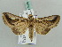  ( - BC ZSM Lep 56468)  @14 [ ] CreativeCommons - Attribution Non-Commercial Share-Alike (2011) Axel Hausmann/Bavarian State Collection of Zoology (ZSM) SNSB, Zoologische Staatssammlung Muenchen
