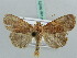  ( - BC ZSM Lep 56473)  @11 [ ] CreativeCommons - Attribution Non-Commercial Share-Alike (2011) Axel Hausmann/Bavarian State Collection of Zoology (ZSM) SNSB, Zoologische Staatssammlung Muenchen