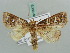  ( - BC ZSM Lep 56475)  @14 [ ] CreativeCommons - Attribution Non-Commercial Share-Alike (2011) Axel Hausmann/Bavarian State Collection of Zoology (ZSM) SNSB, Zoologische Staatssammlung Muenchen