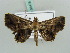  ( - BC ZSM Lep 56478)  @11 [ ] CreativeCommons - Attribution Non-Commercial Share-Alike (2011) Axel Hausmann/Bavarian State Collection of Zoology (ZSM) SNSB, Zoologische Staatssammlung Muenchen