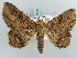  ( - BC ZSM Lep 56479)  @13 [ ] CreativeCommons - Attribution Non-Commercial Share-Alike (2011) Axel Hausmann/Bavarian State Collection of Zoology (ZSM) SNSB, Zoologische Staatssammlung Muenchen
