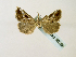  (Zekelita perangulataGB01Zm - BC ZSM Lep 58288)  @12 [ ] CreativeCommons - Attribution Non-Commercial Share-Alike (2011) Axel Hausmann/Bavarian State Collection of Zoology (ZSM) SNSB, Zoologische Staatssammlung Muenchen