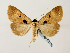  (Anoba atriplaga - BC ZSM Lep 58289)  @13 [ ] CreativeCommons - Attribution Non-Commercial Share-Alike (2011) Axel Hausmann/Bavarian State Collection of Zoology (ZSM) SNSB, Zoologische Staatssammlung Muenchen