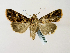 ( - BC ZSM Lep 58298)  @12 [ ] CreativeCommons - Attribution Non-Commercial Share-Alike (2011) Axel Hausmann/Bavarian State Collection of Zoology (ZSM) SNSB, Zoologische Staatssammlung Muenchen