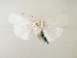  (Chasmina vestaeGB02EG - BC ZSM Lep 58308)  @13 [ ] CreativeCommons - Attribution Non-Commercial Share-Alike (2011) Axel Hausmann/Bavarian State Collection of Zoology (ZSM) SNSB, Zoologische Staatssammlung Muenchen