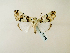 ( - BC ZSM Lep 58318)  @13 [ ] CreativeCommons - Attribution Non-Commercial Share-Alike (2011) Axel Hausmann/Bavarian State Collection of Zoology (ZSM) SNSB, Zoologische Staatssammlung Muenchen