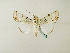  ( - BC ZSM Lep 58320)  @12 [ ] CreativeCommons - Attribution Non-Commercial Share-Alike (2011) Axel Hausmann/Bavarian State Collection of Zoology (ZSM) SNSB, Zoologische Staatssammlung Muenchen