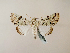  ( - BC ZSM Lep 58321)  @12 [ ] CreativeCommons - Attribution Non-Commercial Share-Alike (2011) Axel Hausmann/Bavarian State Collection of Zoology (ZSM) SNSB, Zoologische Staatssammlung Muenchen