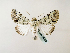  ( - BC ZSM Lep 58322)  @13 [ ] CreativeCommons - Attribution Non-Commercial Share-Alike (2011) Axel Hausmann/Bavarian State Collection of Zoology (ZSM) SNSB, Zoologische Staatssammlung Muenchen