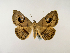  (Spirama glaucescens - BC ZSM Lep 58327)  @14 [ ] CreativeCommons - Attribution Non-Commercial Share-Alike (2011) Axel Hausmann/Bavarian State Collection of Zoology (ZSM) SNSB, Zoologische Staatssammlung Muenchen