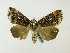  (Tolna GB01Zm - BC ZSM Lep 58330)  @13 [ ] CreativeCommons - Attribution Non-Commercial Share-Alike (2011) Axel Hausmann/Bavarian State Collection of Zoology (ZSM) SNSB, Zoologische Staatssammlung Muenchen