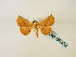  (Eublemma GB02Zm - BC ZSM Lep 58332)  @13 [ ] CreativeCommons - Attribution Non-Commercial Share-Alike (2011) Axel Hausmann/Bavarian State Collection of Zoology (ZSM) SNSB, Zoologische Staatssammlung Muenchen