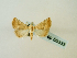  ( - BC ZSM Lep 58333)  @13 [ ] CreativeCommons - Attribution Non-Commercial Share-Alike (2011) Axel Hausmann/Bavarian State Collection of Zoology (ZSM) SNSB, Zoologische Staatssammlung Muenchen