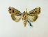  ( - BC ZSM Lep 58338)  @14 [ ] CreativeCommons - Attribution Non-Commercial Share-Alike (2011) Axel Hausmann/Bavarian State Collection of Zoology (ZSM) SNSB, Zoologische Staatssammlung Muenchen