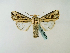  ( - BC ZSM Lep 58339)  @14 [ ] CreativeCommons - Attribution Non-Commercial Share-Alike (2011) Axel Hausmann/Bavarian State Collection of Zoology (ZSM) SNSB, Zoologische Staatssammlung Muenchen
