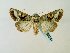  (Conservula anthophyesGB01Zm - BC ZSM Lep 58344)  @14 [ ] CreativeCommons - Attribution Non-Commercial Share-Alike (2011) Axel Hausmann/Bavarian State Collection of Zoology (ZSM) SNSB, Zoologische Staatssammlung Muenchen