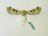  (Agrotis melamesaGB04Zm - BC ZSM Lep 58346)  @12 [ ] CreativeCommons - Attribution Non-Commercial Share-Alike (2011) Axel Hausmann/Bavarian State Collection of Zoology (ZSM) SNSB, Zoologische Staatssammlung Muenchen