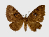  ( - BC ZSM Lep 58348)  @13 [ ] CreativeCommons - Attribution Non-Commercial Share-Alike (2011) Axel Hausmann/Bavarian State Collection of Zoology (ZSM) SNSB, Zoologische Staatssammlung Muenchen
