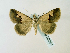  (Anoba hamifera - BC ZSM Lep 58351)  @14 [ ] CreativeCommons - Attribution Non-Commercial Share-Alike (2011) Axel Hausmann/Bavarian State Collection of Zoology (ZSM) SNSB, Zoologische Staatssammlung Muenchen