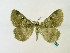  ( - BC ZSM Lep 58353)  @12 [ ] CreativeCommons - Attribution Non-Commercial Share-Alike (2011) Axel Hausmann/Bavarian State Collection of Zoology (ZSM) SNSB, Zoologische Staatssammlung Muenchen