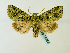  (Nyodes rufifusoidesGB02Zm - BC ZSM Lep 58355)  @13 [ ] CreativeCommons - Attribution Non-Commercial Share-Alike (2011) Axel Hausmann/Bavarian State Collection of Zoology (ZSM) SNSB, Zoologische Staatssammlung Muenchen