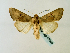  ( - BC ZSM Lep 58363)  @14 [ ] CreativeCommons - Attribution Non-Commercial Share-Alike (2011) Axel Hausmann/Bavarian State Collection of Zoology (ZSM) SNSB, Zoologische Staatssammlung Muenchen