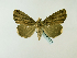  ( - BC ZSM Lep 58371)  @13 [ ] CreativeCommons - Attribution Non-Commercial Share-Alike (2011) Axel Hausmann/Bavarian State Collection of Zoology (ZSM) SNSB, Zoologische Staatssammlung Muenchen