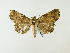  ( - BC ZSM Lep 58373)  @13 [ ] CreativeCommons - Attribution Non-Commercial Share-Alike (2011) Axel Hausmann/Bavarian State Collection of Zoology (ZSM) SNSB, Zoologische Staatssammlung Muenchen