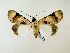  ( - BC ZSM Lep 58376)  @14 [ ] CreativeCommons - Attribution Non-Commercial Share-Alike (2011) Axel Hausmann/Bavarian State Collection of Zoology (ZSM) SNSB, Zoologische Staatssammlung Muenchen