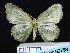  (Dithecodes tarmanni - BC ZSM Lep 62759)  @11 [ ] Copyright (2011) Axel Hausmann/Bavarian State Collection of Zoology (ZSM) SNSB, Zoologische Staatssammlung Muenchen