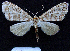  (Hypocometa praeeminens - BC ZSM Lep 62760)  @11 [ ] Copyright (2011) Axel Hausmann/Bavarian State Collection of Zoology (ZSM) SNSB, Zoologische Staatssammlung Muenchen