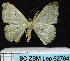  (Dithecodes MS01 - BC ZSM Lep 62764)  @11 [ ] Copyright (2011) Axel Hausmann/Bavarian State Collection of Zoology (ZSM) SNSB, Zoologische Staatssammlung Muenchen