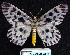  ( - BC ZSM Lep 62812)  @14 [ ] Copyright (2011) Axel Hausmann/Bavarian State Collection of Zoology (ZSM) SNSB, Zoologische Staatssammlung Muenchen