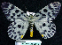  (Dysphania malayanus - BC ZSM Lep 62815)  @15 [ ] Copyright (2011) Axel Hausmann/Bavarian State Collection of Zoology (ZSM) SNSB, Zoologische Staatssammlung Muenchen