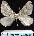  (Euphyia MS01 - BC ZSM Lep 62822)  @12 [ ] Copyright (2011) Axel Hausmann/Bavarian State Collection of Zoology (ZSM) SNSB, Zoologische Staatssammlung Muenchen