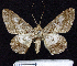  ( - BC ZSM Lep 62828)  @13 [ ] Copyright (2011) Axel Hausmann/Bavarian State Collection of Zoology (ZSM) SNSB, Zoologische Staatssammlung Muenchen