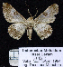  ( - BC ZSM Lep 62829)  @12 [ ] Copyright (2011) Axel Hausmann/Bavarian State Collection of Zoology (ZSM) SNSB, Zoologische Staatssammlung Muenchen