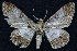  ( - BC ZSM Lep 62830)  @12 [ ] Copyright (2011) Axel Hausmann/Bavarian State Collection of Zoology (ZSM) SNSB, Zoologische Staatssammlung Muenchen