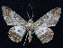  (Cleora MS01 - BC ZSM Lep 62831)  @14 [ ] Copyright (2011) Axel Hausmann/Bavarian State Collection of Zoology (ZSM) SNSB, Zoologische Staatssammlung Muenchen