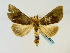  ( - BC ZSM Lep 58479)  @14 [ ] CreativeCommons - Attribution Non-Commercial Share-Alike (2011) Axel Hausmann/Bavarian State Collection of Zoology (ZSM) SNSB, Zoologische Staatssammlung Muenchen