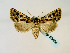  ( - BC ZSM Lep 58484)  @14 [ ] CreativeCommons - Attribution Non-Commercial Share-Alike (2011) Axel Hausmann/Bavarian State Collection of Zoology (ZSM) SNSB, Zoologische Staatssammlung Muenchen