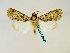  ( - BC ZSM Lep 58506)  @13 [ ] CreativeCommons - Attribution Non-Commercial Share-Alike (2011) Axel Hausmann/Bavarian State Collection of Zoology (ZSM) SNSB, Zoologische Staatssammlung Muenchen
