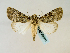  (Tachosa fumataGB06Za - BC ZSM Lep 58508)  @13 [ ] CreativeCommons - Attribution Non-Commercial Share-Alike (2011) Axel Hausmann/Bavarian State Collection of Zoology (ZSM) SNSB, Zoologische Staatssammlung Muenchen