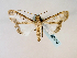  (Hypotacha watusi - BC ZSM Lep 58510)  @12 [ ] CreativeCommons - Attribution Non-Commercial Share-Alike (2011) Axel Hausmann/Bavarian State Collection of Zoology (ZSM) SNSB, Zoologische Staatssammlung Muenchen