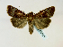  (Hampsonodes mastoidesGB03Ve - BC ZSM Lep 58511)  @14 [ ] CreativeCommons - Attribution Non-Commercial Share-Alike (2011) Axel Hausmann/Bavarian State Collection of Zoology (ZSM) SNSB, Zoologische Staatssammlung Muenchen