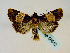  (Hampsonodes latifascia - BC ZSM Lep 58512)  @13 [ ] CreativeCommons - Attribution Non-Commercial Share-Alike (2011) Axel Hausmann/Bavarian State Collection of Zoology (ZSM) SNSB, Zoologische Staatssammlung Muenchen
